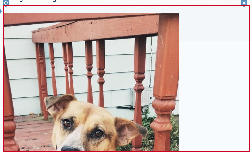 An Editor widget displaying an image of a dog.